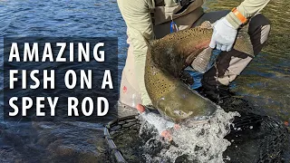 Fly Fishing - Amazing Fish on a Spey Rod, Oregon 2021 (Steelhead Trip Part 2)