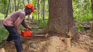 fast and alert..☑️cutting down a beautiful old trembesi tree   Husqvarna 395 xp