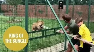 Tug of war between children and a LION