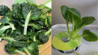 Growing Bok Choy in the AeroGarden | Growing Bok Choy Indoors | Seed to Harvest