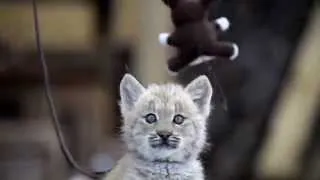 Jasper, the playful lynx kitten