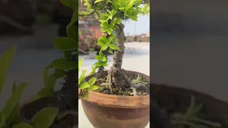 14 Years Bonsai