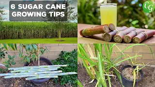 Mastering Sugar Cane Cultivation: Easy Steps to Grow and Harvest Sugarcane in Your Home Garden!
