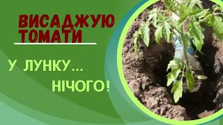 Як висадити томати без зайвих зусиль. Помідор усе пробачить.