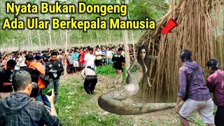 nyata penampakan ular berkepala manusia ada di pohon akar seribu...