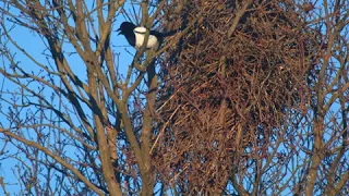 The Magpie's Nest