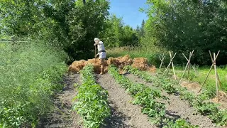 Growing a Garden for Winter Storage | ROOT CELLAR | SELF SUFFICIENCY | FOOD PRESERVATION | PIONEER