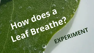 How does a leaf breathe? (Photosynthesis & Respiration)