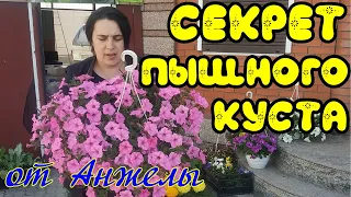 Без этого ампельная петуния не будет красивой! Формирование куста!