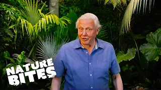 David Attenborough Discovers Bug's BRUTAL Self Defence Mechanism |  Nature Bites