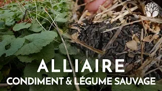 Alliaire, condiment et légume sauvage