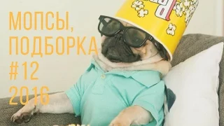 Приколы! Подборка Смешнот с Мопсами. 3 минуты хорошего настроения! 2016 Funny Pugs Compilation 3 min