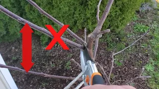 How To Prune 1 Year Old Apple Trees | Modified Central Leader