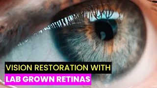 Scientists Develop Lab-Grown Retinas That Restores Vision |  | Future Technology & Science News 259