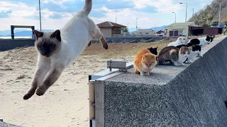 Travel to Japan's amazing cat island! Healed by friendly cats🐈