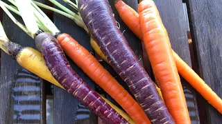 Carrots - fast germination trick, INCREDIBLE varieties, how to keep fresh / crisp after harvest