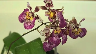 New Orchids from Natt's Orchids!  Tol. Jairak Flyer #642 & Phal.equestris