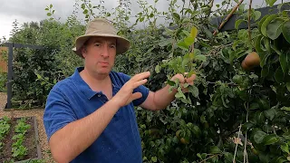 Summer pruning of cordon apples and pears | The 3 simple rules of summer pruning