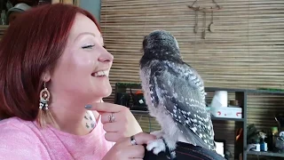 Zoologist Marina and Iva the hawk-owl. A video for fans