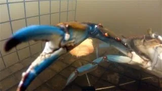 Catching Blue Crab - GoPro Underwater Crabbing!