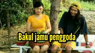 Bakul Jamu Penggoda