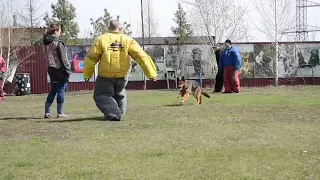 Дрессировка собак в Омске   ОЦССС