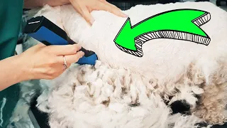 Grooming a pregnant BICHON who looks like a SHEEP