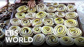 (ENG SUB) A snake factory full of snake-fishy smells