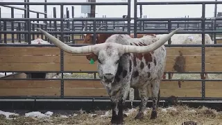 National Western Stock Show featuring new state-of-the art pens