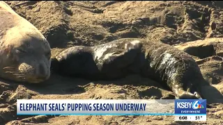 Pupping season for Elephant Seals underway in San Simeon