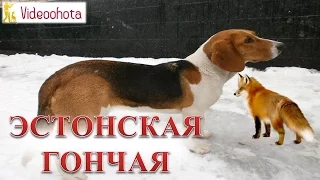 Эстонская гончая! Videoohota