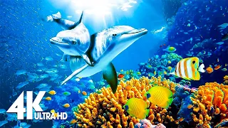 Beautiful Coral Reef Fish In The Ocean | Relaxing Meditation Music - 4K VIDEO ULTRA HD