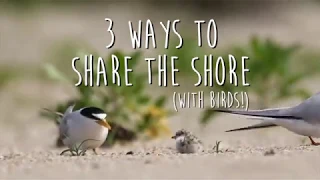 3 Ways to Share The Shore