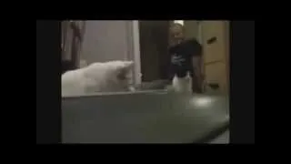 Funny Cat Videos Compilation | October 2013 | PART 10