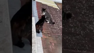 cats fighting for 1:49