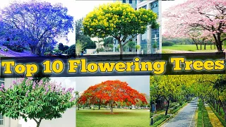 Top 10 Flowering Trees / Flowering Trees for Garden / topmost popular flowering trees / Flower trees