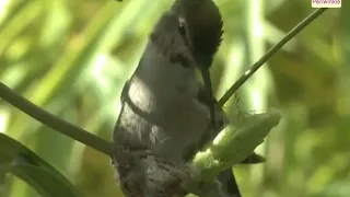 Nests Of Birds | Environmental Studies Grade 3 | Periwinkle