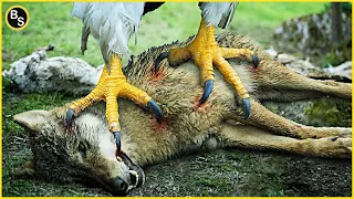 Horrible Giant Eagle Kills And Eats Kangaroo, Goat and Wolf