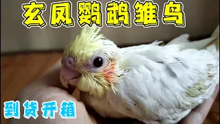 I bought a cockatiel chick from a special relative,but after opening the box,he was so cute and cute