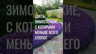 ЗИМОСТОЙКИЕ ЦВЕТЫ МНОГОЛЕТНИКИ, с которыми меньше всего хлопот #красивые #цветы #сад