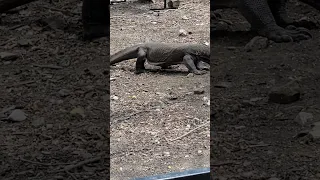 Komodo Dragon