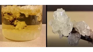 Grow Crystals From Sugar (Crystal Candy)