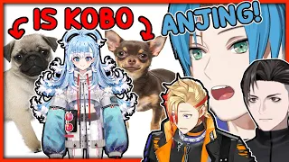 Is Kobo a Chihuahua or a Pug?【Axel Syrios, Regis Altare And RPR 】