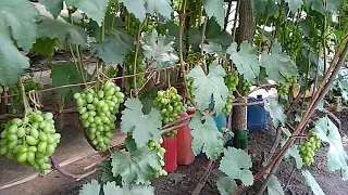 Короткий огляд винограду відкритого грунту
