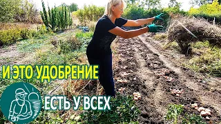 Planting Potatoes with Green Grass Fertilizer 🌿 Potato Cultivation According to Gordeev’s Technology