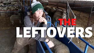 THE LAST LAMBS LEFT. (analyzing results of some bottom-end lambs...):  Vlog 242