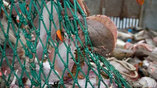 Amazing Trawl Fishing in Trawl net boat - Many Fish Caught on The Big Boats