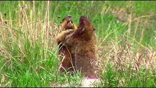 Драка сурков. Это надо видеть. Сурки - прикольные животные || groundhogs fight