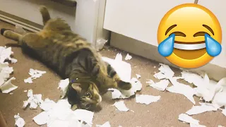 Naughty Cats Causes Major Troubles - Funny Cat Fails || PETASTIC 🐾