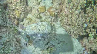 2024-03-07 Mauritius - Ti Coral Night dive